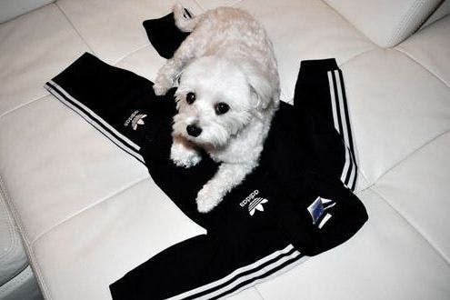 dog adidas suit