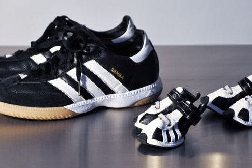 Dog in a tracksuit | Stylist