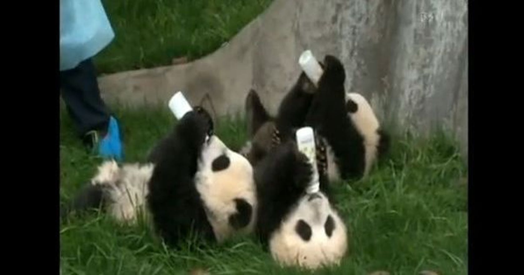 Baby pandas drinking milk | Stylist