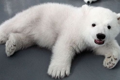 Twin polar bears celebrate 100th day birthday milestone in China | Stylist