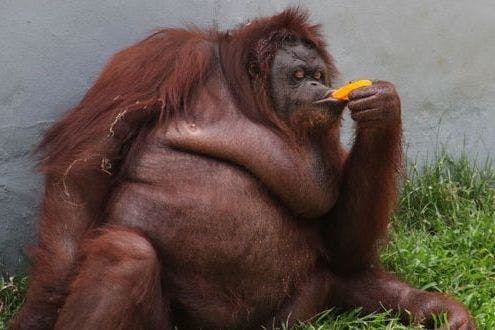 You Re In The Office These Animals Are Eating Ice Cream