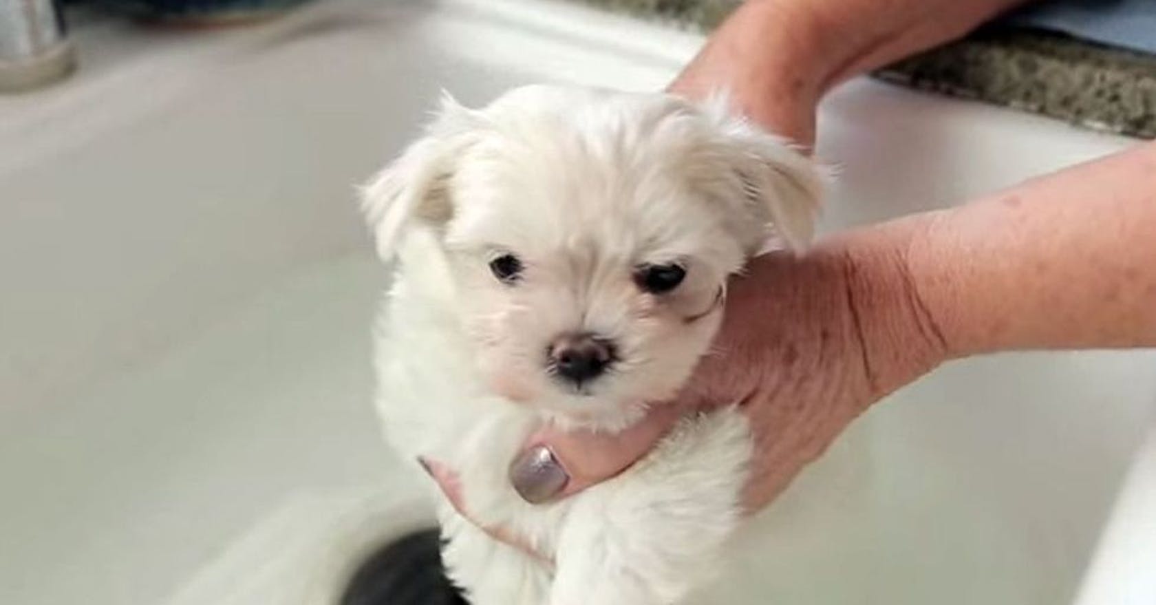 Watch tiny Maltese puppy take bathtime in its stride Stylist
