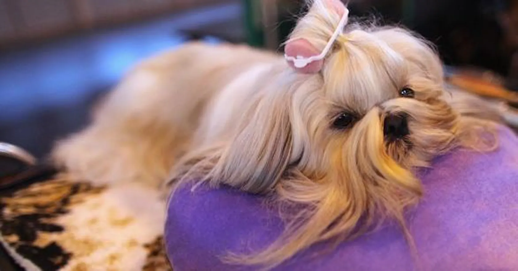 Cutest In Show Stylist s Favourite Dogs From Crufts 2011 Stylist