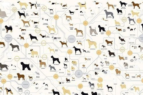 The family tree of dogs infographic Stylist The family tree of dogs infographic Stylist