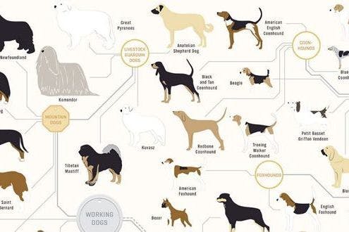 The family tree of dogs infographic Stylist The family tree of dogs infographic Stylist