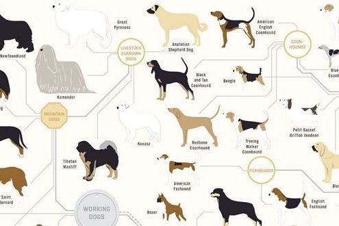 The family  tree  of dogs  infographic Stylist