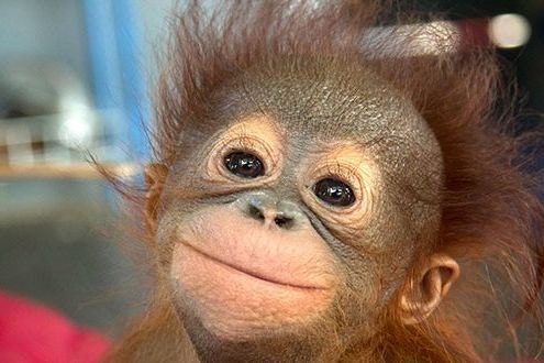 Hello, cute: baby orangutans steal the show | Stylist