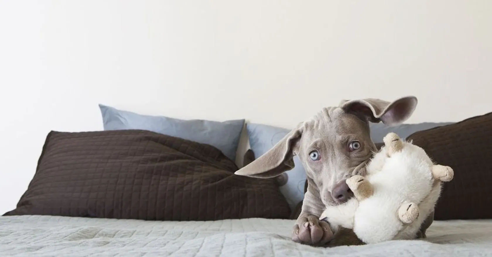 “Adopting a dog was one of the best decisions I ever made” Stylist