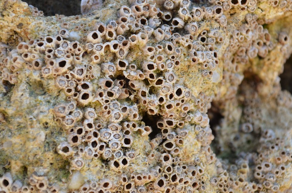 Scientists discover why you really have trypophobia Stylist