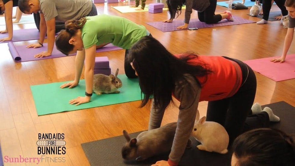 Cuddle core bunny yoga is the latest fitness trend to go viral Stylist