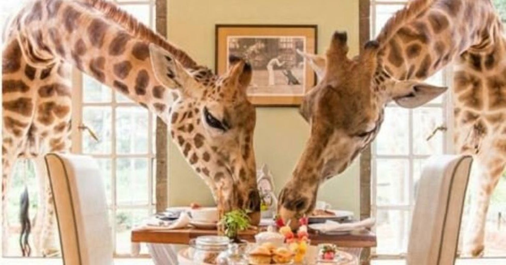 You can now eat breakfast with giraffes in this safari hotel | Stylist