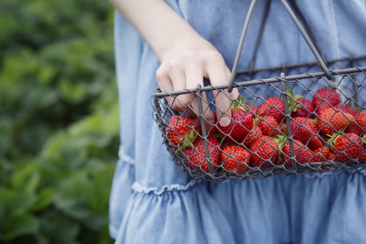A woman holding a punnet of pick-your-own strawberries
