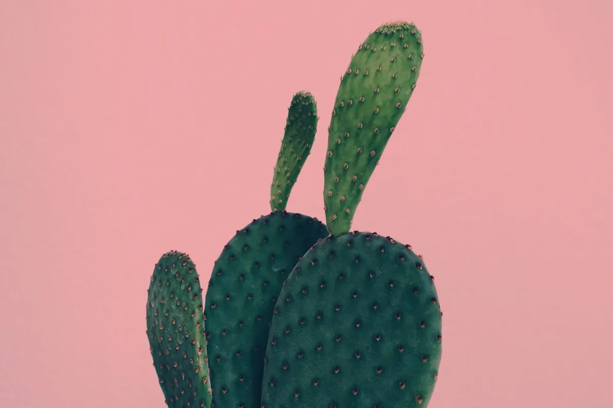 Best vegan instagram accounts to follow