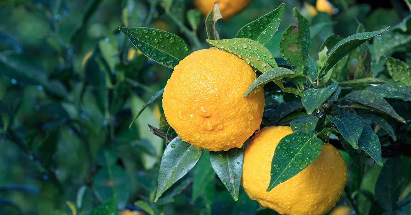 The Japanese fruit you need (to sniff) to combat Blue Monday
