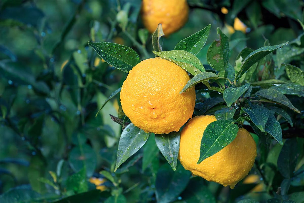 How yuzu fruit can help boost your mood