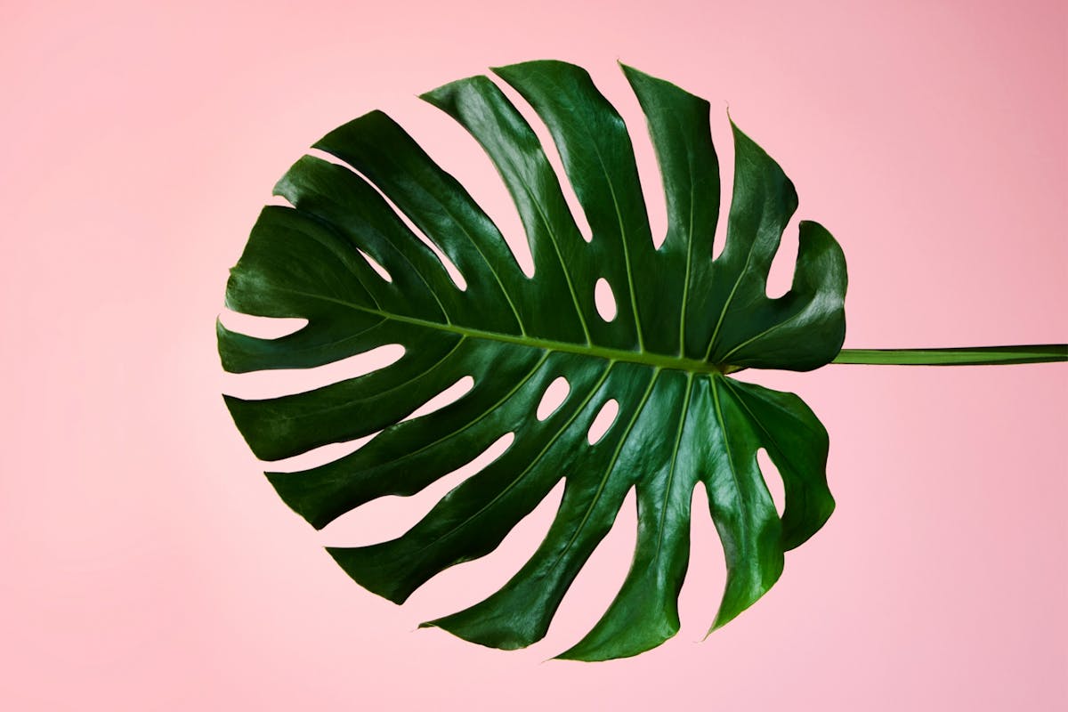 A large green cheese plant leaf on a pink background